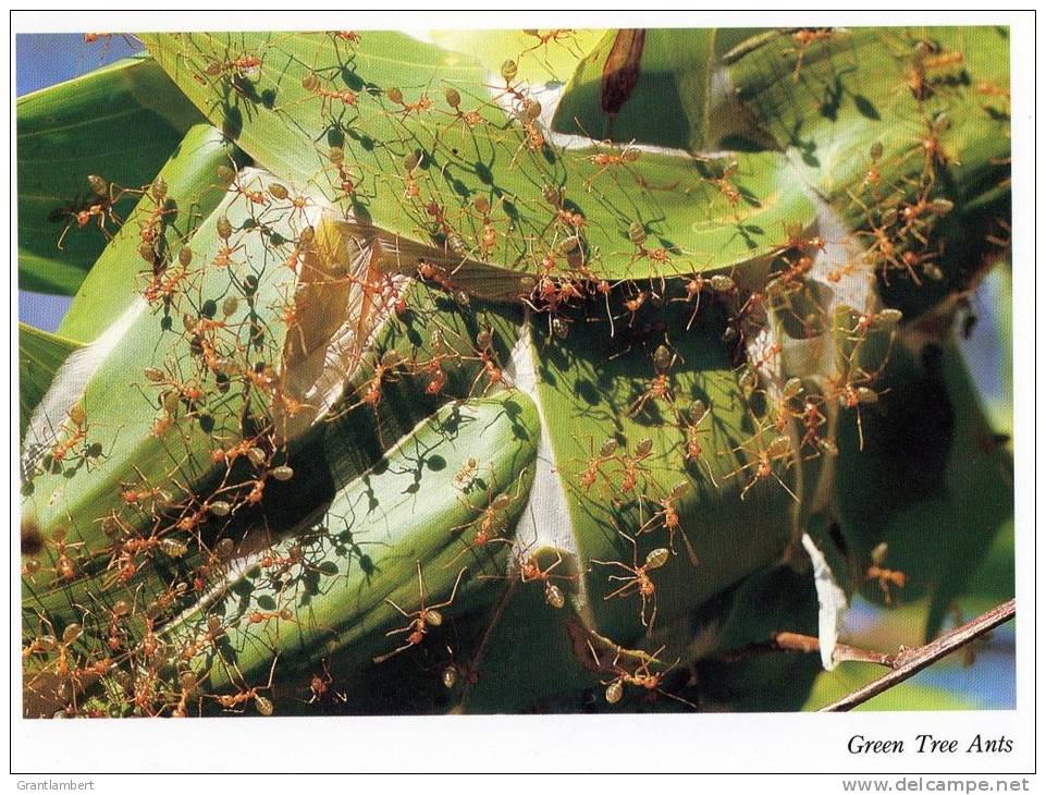 Green Tree Ants Of Queensland Unused - The Wilderness Society - Sonstige & Ohne Zuordnung