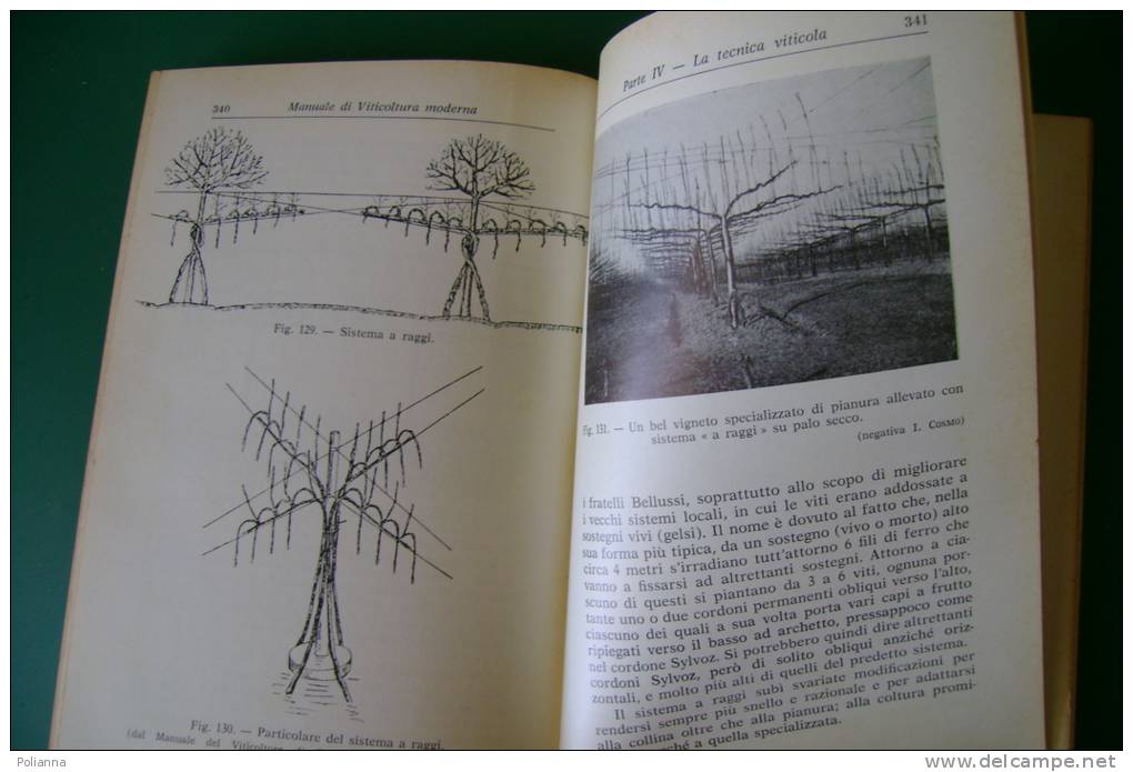 PEC/11 Dalmasso VITICOLTURA MODERNA Hoepli 1972/UVA/VITE/VINO - Giardinaggio