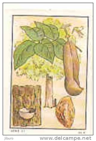 Image : Le Myroxylon Balsamum / ( Plante Botanique Arbre Tree )  // IM K-26/5 - Nestlé