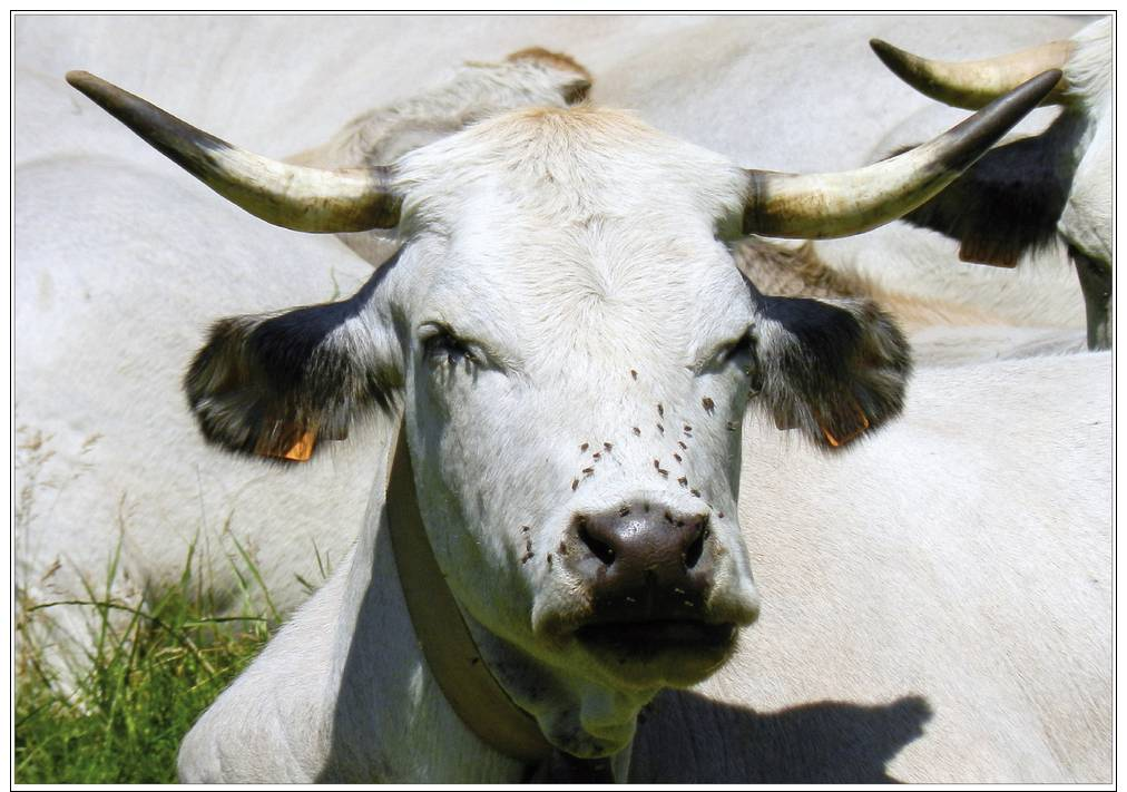 CPM - VACHES - Col De Port, Ariège - Tirage Limité - Otros & Sin Clasificación