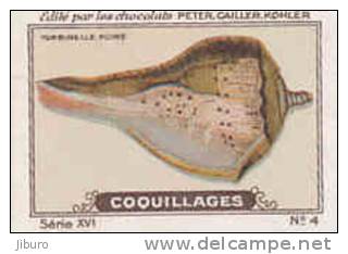 Image Ancienne / Coquillages /  Turbinelle Poire / Coquillage Shells Shell // IM K-26/6 - Nestlé