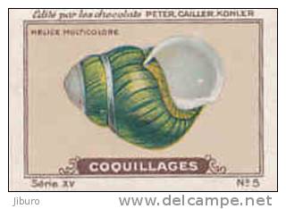 Image Ancienne / Coquillages /  Helice Muticolore / Coquillage Shells Shell // IM K-26/6 - Nestlé