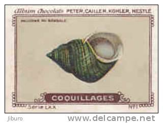 Image Ancienne / Coquillages /  Paludine Du Bengale / Coquillage Shells Shell // IM K-26/6 - Nestlé