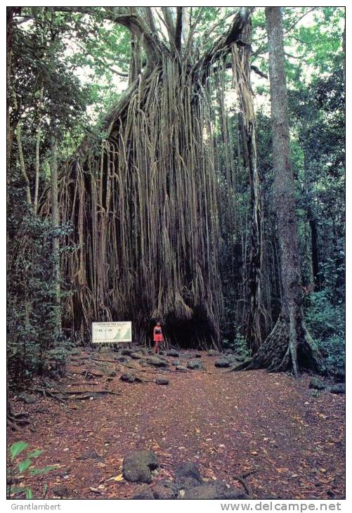 Amazing Curtain Fig Tree, Yungaburra, Atherton Tableland, Queensland, Used 1980s - Murray Views Card - Sonstige & Ohne Zuordnung