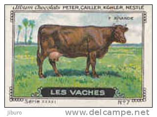 Image Ancienne / Vaches - Flamande /  ( Races Vache Race - Breed Of Cow - Agriculture Elevage  ) // IM K-26/6 - Nestlé