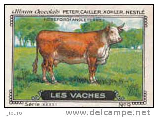 Image Ancienne / Vaches - Hereford /  ( Races Vache Race - Breed Of Cow - Agriculture Elevage  ) // IM K-26/6 - Nestlé