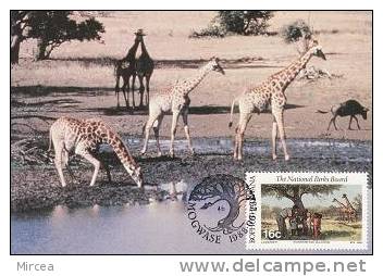 6720 -   Bophuthatswana Carte Maximum - Giraffes