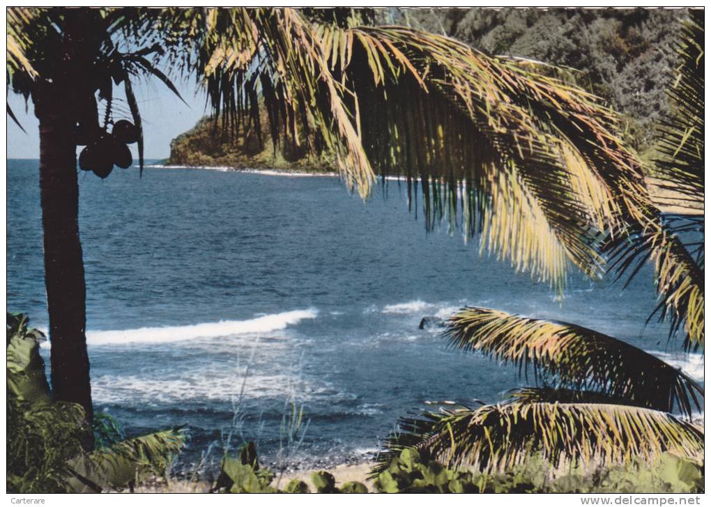 Ile De La Réunion,ile Française,outre Mer,archipel Des Mascareignes,océan Indien,MANAPANY LES BAINS,palmier - Autres & Non Classés