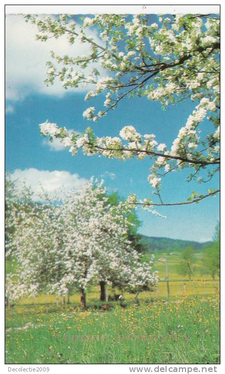 B35260 Frohe Pfingstein Germany Landscape Used Good Shape - Pentecôte