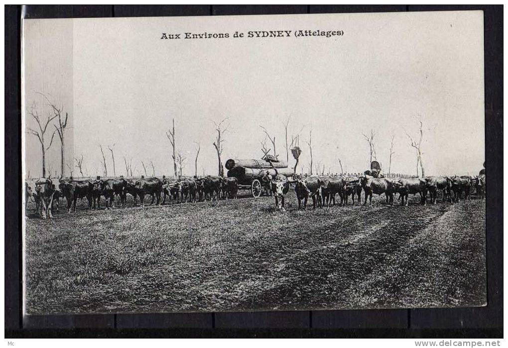 Australie - Aux Environs De Sidney ( Attelages ) - Messageries Maritimes - Sydney