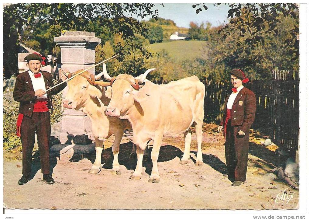 Folklore Bigoudan;Les Chanteurs De Lourdes Avec Leur Paire De Boeufs    état - Attelages