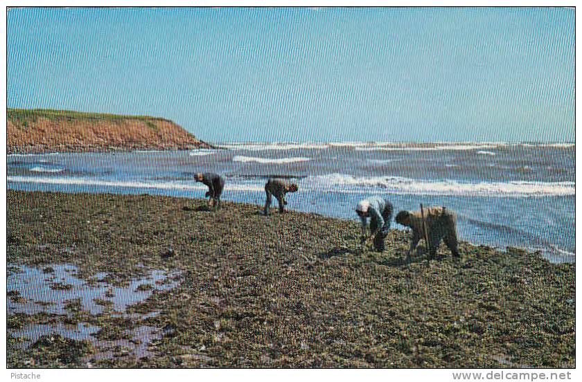 Prince-Edward-Island P.E.I. - Gathering Irish Moss At North Rustico - Stamp 1966 - 2 Scans - Autres & Non Classés