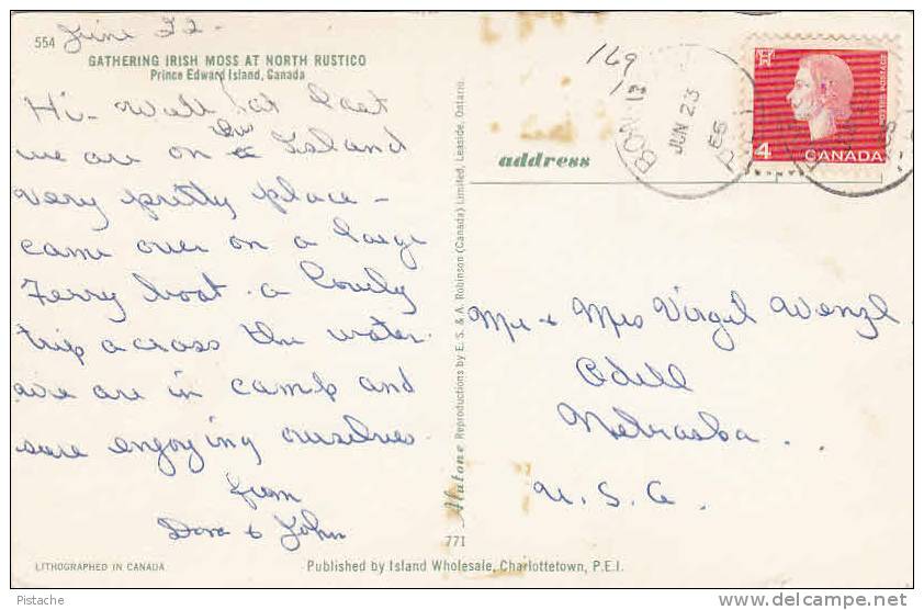 Prince-Edward-Island P.E.I. - Gathering Irish Moss At North Rustico - Stamp 1966 - 2 Scans - Autres & Non Classés