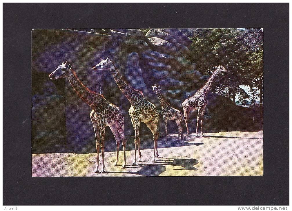 ANIMAUX - GIRAFFES - ZOOLOGICAL PARK - DETROIT MICHIGAN - BY MAURICE C HARTWICK - Girafes