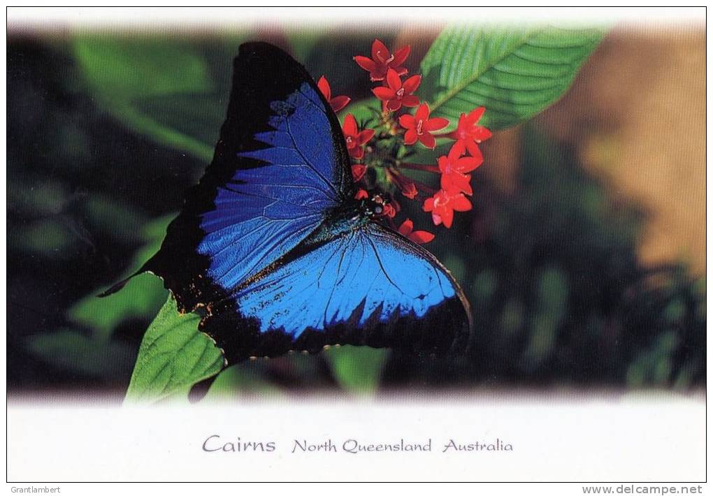 Cairns, QLD - Ulysses Butterfly Used - Posted To Germany 2002 - Cairns