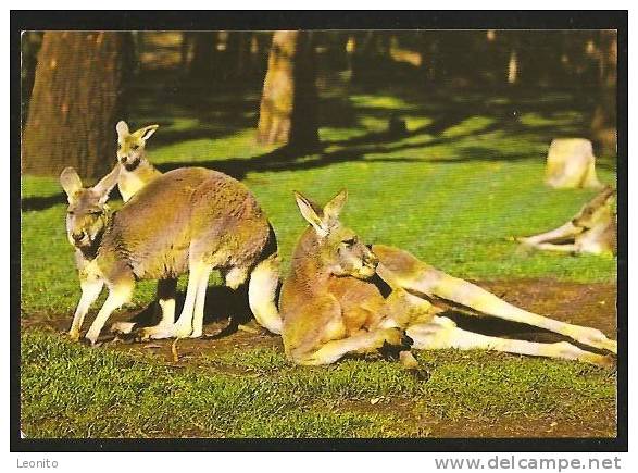 Red Kangaroos Australia Darwin Northern Territory 1979 - Darwin
