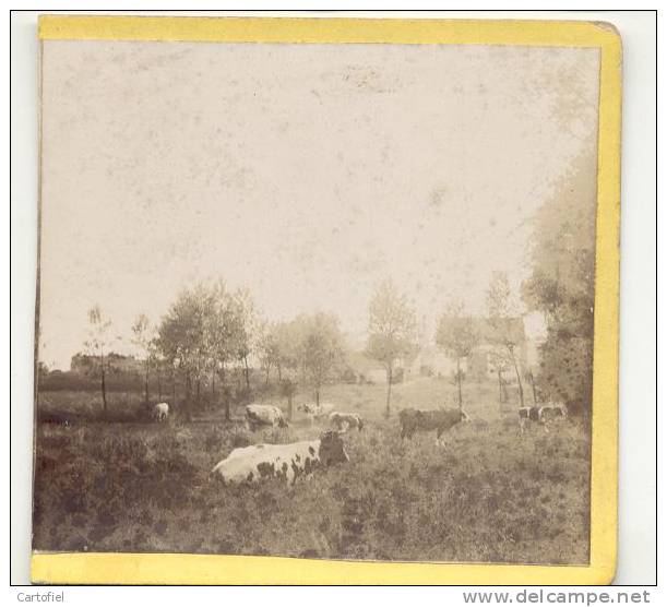 LEUZE-PATURAGES-PHOTO ORIGINAL SUR CARTON-9/9 CM-PIECE UNIQUE-1904 - Leuze-en-Hainaut