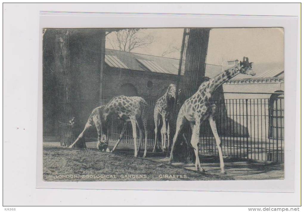 GIRAFFES LONDON ZOO  Nice Postcard - Girafes