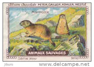 Image /  Animaux Sauvages : Marmotte  / ( Animal Animaux Montagne ) / IM K-26/9 - Nestlé