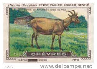 Image /  Chèvres : Chèvre Chamoisée Des Alpes /  ( Goat - Race Chèvre -  Goats ) / IM K-26/10 - Nestlé