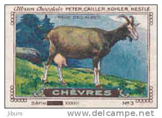 Image /  Chèvres : Race Des Alpes /  ( Goat - Race Chèvre -  Goats ) / IM K-26/10 - Nestlé