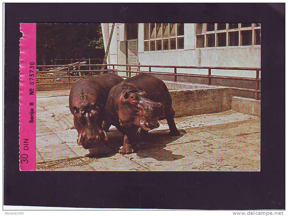 ZAGREB ZOO, ** - Hippopotames