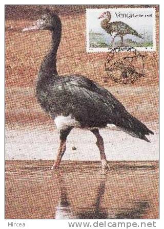 2181  - Venda 1987 - Carte Maximum - Flamingos
