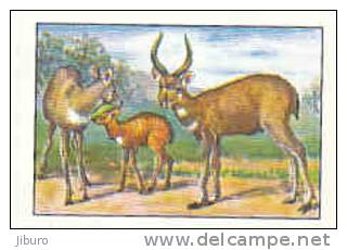 Image / Métamorphoses / Famille D' Antilopes / Antilope / Antelope  // IM 26-K7/1 - Nestlé