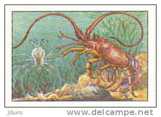 Image / Métamorphoses / Langouste Avec Sa Larve - Langusta / ( Crayfish )  // IM 26-K7/1 - Nestlé