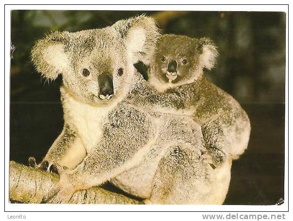 Koala Bondi Junction Sydney 1978 - Sydney