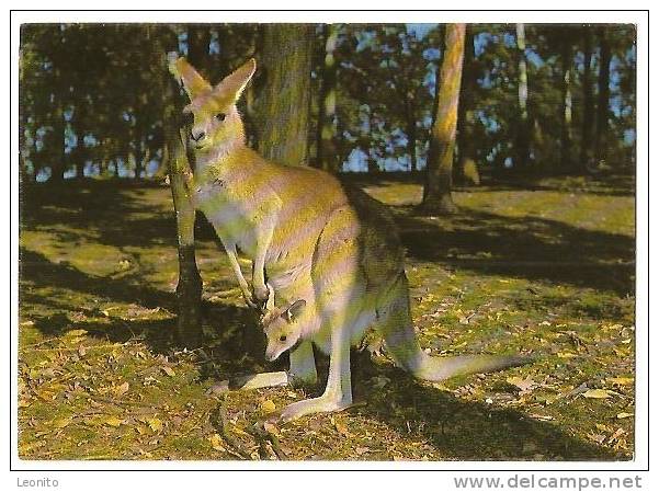 Kangaroo Bondi Junction Sydney 1978 - Sydney