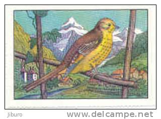 Image / La Voix De Nos Oiseaux / Le Bruant Jaune - Goldammer - Lo Zigolo Giallo / ( Oiseau Bird) / IM 26-K7/3 - Nestlé