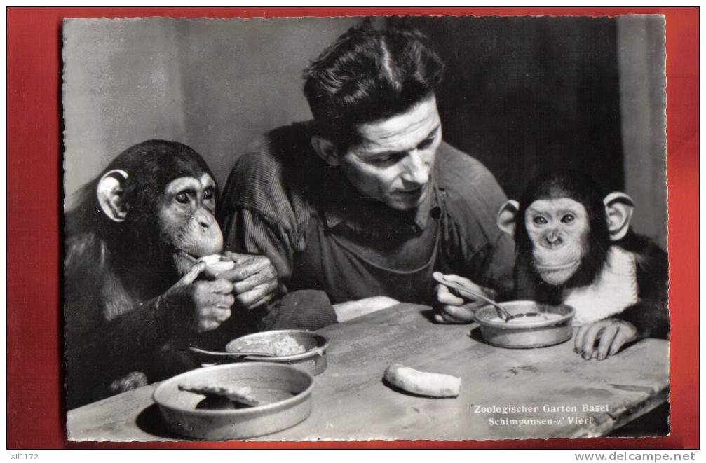 B885 Zookogischer Garten Basel, Schimpansen Zum Vieri,chimpanzé Aux Quatre Heures.Circulé En 1953. ZC No 67 - Singes