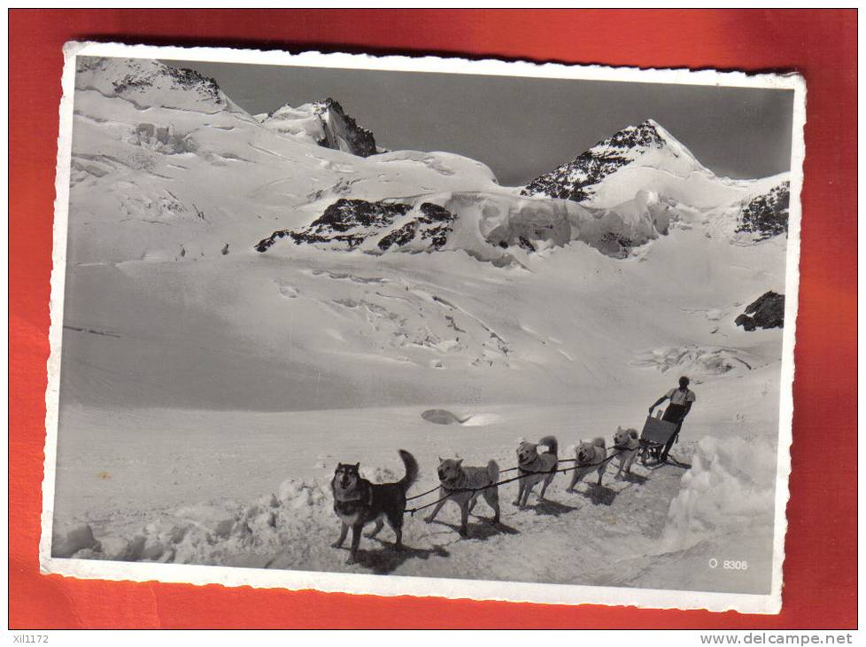 B886 Chiens Polaires Polarhunde Au Jungfraujoch.Visa Censure Militaire 1939.Circulé.Pleyer 8306 - Chiens