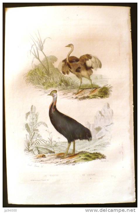 GRAVURE 19°: FAUNE, Oiseaux: LE TOUYOU, LE CASOAR - Prints & Engravings