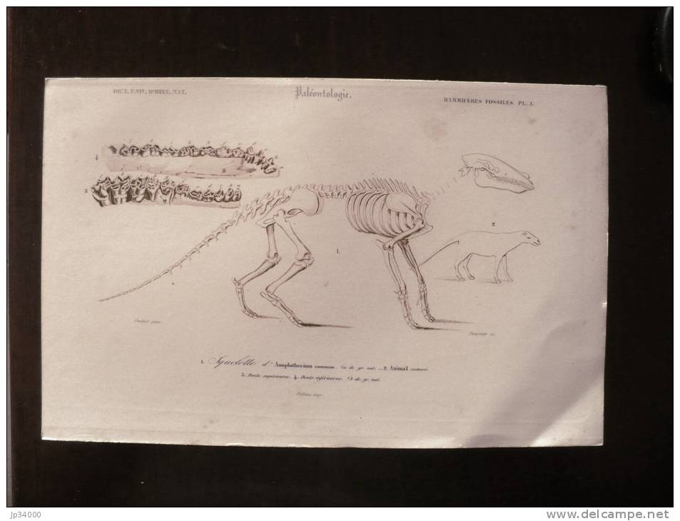 GRAVURE 19°: Paleontologie. SQUELETTE D'ANOPLOTHERIUM COMMUNE +ANIMAL RESTAURE+DENTS SUPERIEURE ET INFERIEURES - Prints & Engravings