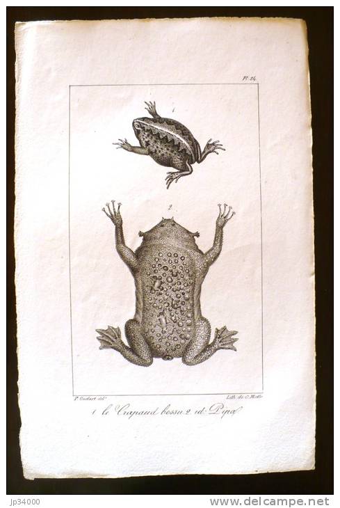 LITHOGRAPHIE 19° SIECLE: LES BATRACIENS: Le Crapaud Bossu, Crapaud Pipal - Lithographies