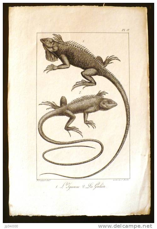 LITHOGRAPHIE 19° SIECLE: LES REPTILES: L'iguane, La Galeote - Lithographies