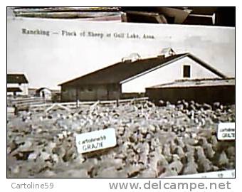 Canada  Alberta Ranching Flock Of Sheep Gull Lake, Assa. Medicine Hat ALLEVAMENTO PECORE OVINI  FATTORIA V1907  DJ12086 - Lake Louise