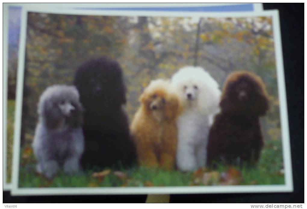 POODLE - Chiens