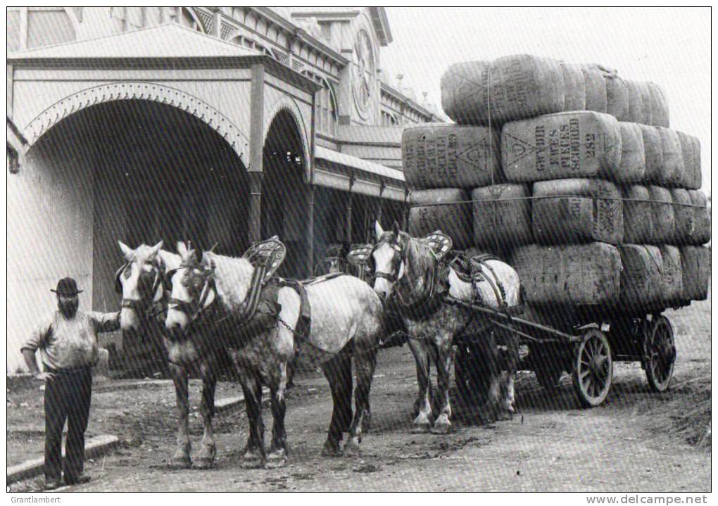 Hauling Wool C1885 - Draught Horses With 4 Tons Wool Bales Used 1981 - The Old Australia Picture Co. - Andere & Zonder Classificatie