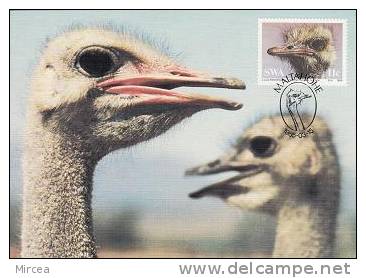 1872 - Afrique Du Sud-ouest 1995 - Carte Maximum - Hoendervogels & Fazanten