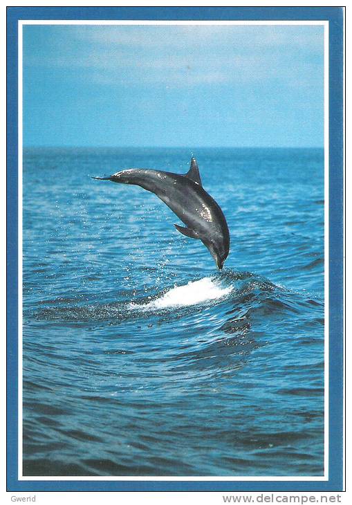 CARTE POSTALE - DAUPHIN - Dolphins