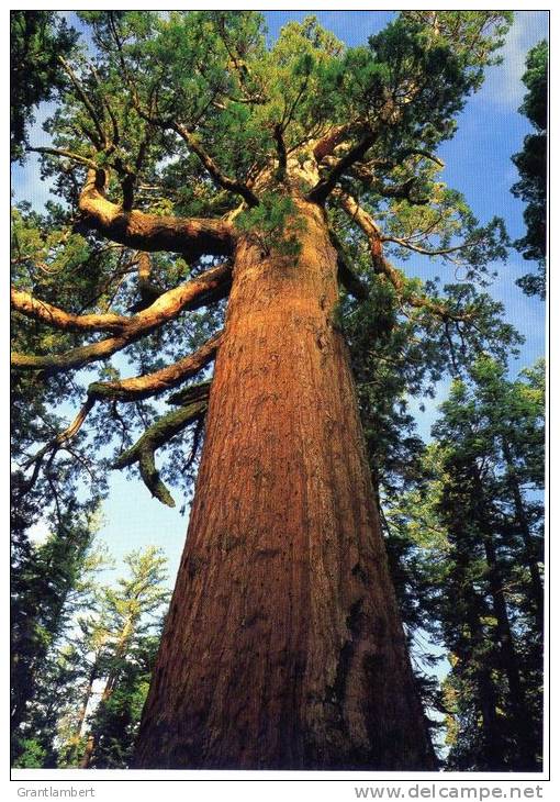 The Grizzly Giant, The Mariposa Grove Of Big Trees, Yosemite National Park Unused - Yosemite