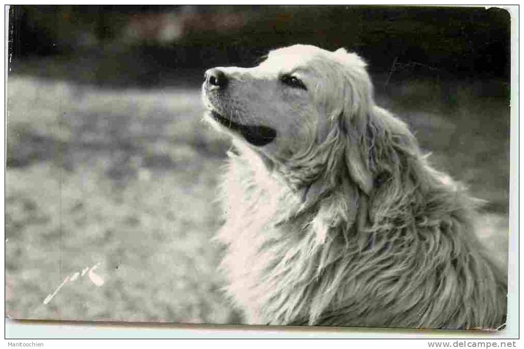 DEP 64 CHIEN DES PYRENEES - Bearn