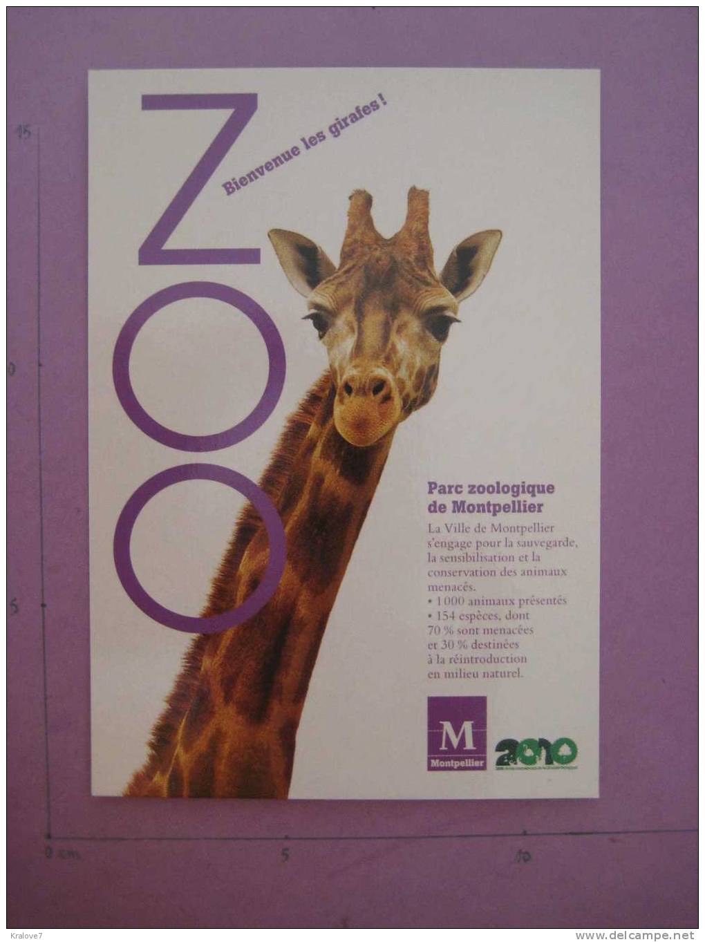 CARTE POSTALE ZOO MONTPELLIER TEXTE PROMOTIONNEL AU VERSO 2010 - Girafes