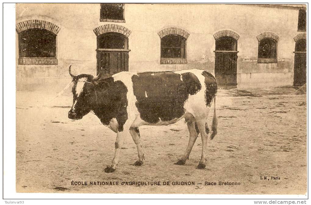 GRIGNON - YVELINES - ECOLE NATIONALE D´AGRICULTURE DE GRIGNON - VACHE RACE BRETONNE - Grignon