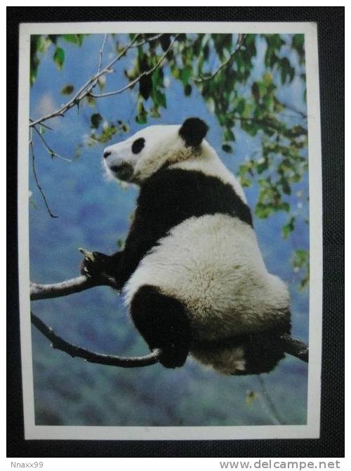 Giant Panda - Giant Panda (Ailuropoda Melanoleuca) On The Tree - A - Bears