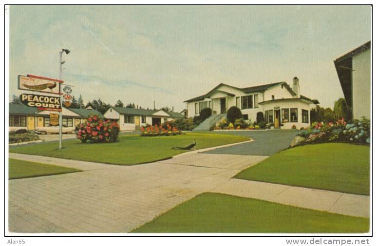 Vancouver BC Canada, Peacock Auto Court Lodging Motel, Auto, C1950s Vintage Postcard - Vancouver