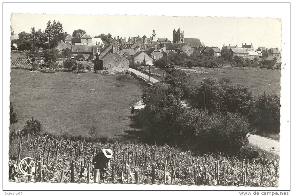 Tannay (58) : Soin De La Vigne Et Vue Générale Sur La Route D'entrée Du Bourg En 1952 (animée) PHOTO VERITABLE. - Tannay